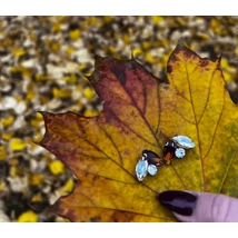 Peónia – Barna Fülbevaló